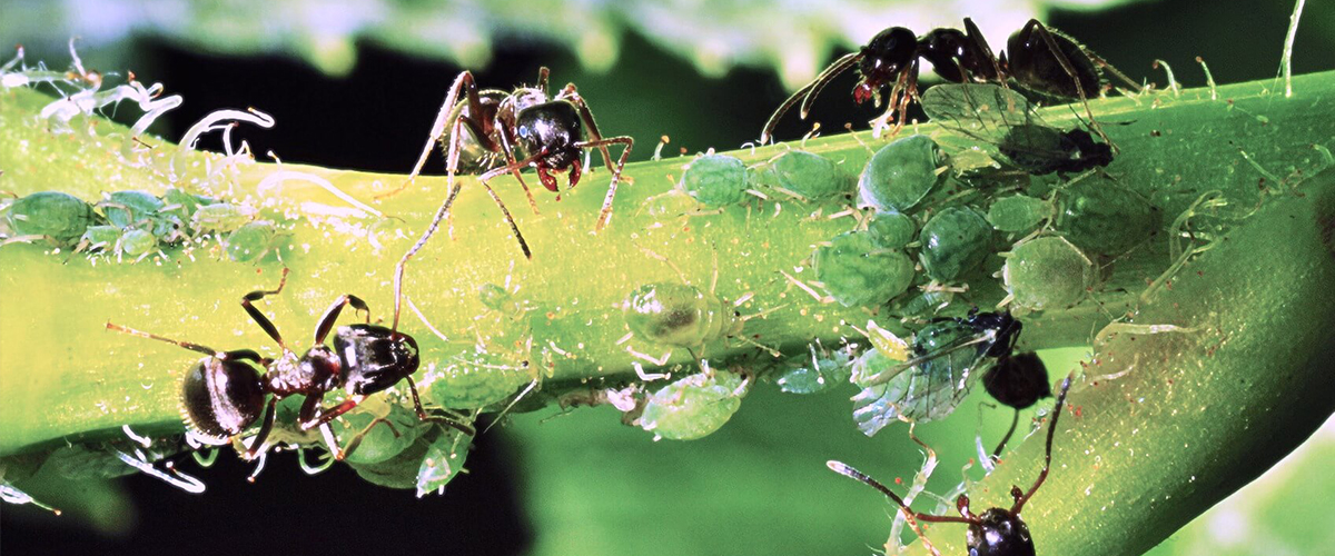 Jak vyhubit mravence na zahrade I
